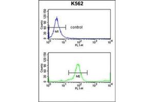 Flow cytometry analysis of K562 cells using KIR3DL3 Antibody (Center) Cat. (KIR3DL3 anticorps  (Middle Region))
