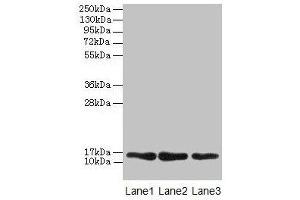 Western blot All lanes: MRPL14 antibody at 2 μg/mL Lane 1: Hela whole cell lysate Lane 2: HepG2 whole cell lysate Lane 3: Mouse liver tissue Secondary Goat polyclonal to rabbit IgG at 1/10000 dilution Predicted band size: 16 kDa Observed band size: 16 kDa (MRPL14 anticorps  (AA 1-145))