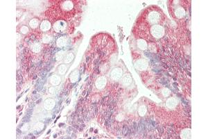 Anti-SGPL1 antibody IHC staining of human small intestine.