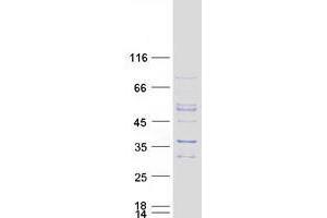 Validation with Western Blot (WBSCR27 Protein (Myc-DYKDDDDK Tag))
