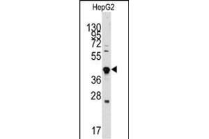 Western blot analysis of anti-GDF3 Antibody (Center) (ABIN388819 and ABIN2839137) in HepG2 cell line lysates (35 μg/lane). (GDF3 anticorps  (AA 170-197))