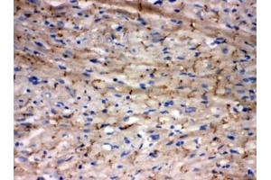 IHC-F testing of rat heart tissue
