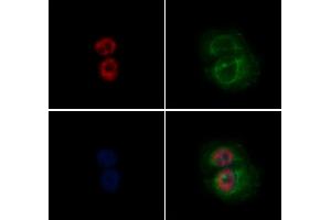 ABIN6265926 and ABIN6272455 staining Hela by IF/ICC. (USP36 anticorps  (Internal Region))
