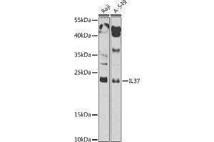 Western blot analysis of extracts of various cell lines, using IL37 antibody (ABIN7267998) at 1:1000 dilution.