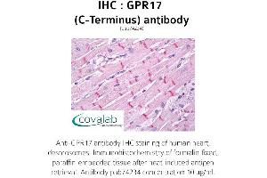 Image no. 1 for anti-G Protein-Coupled Receptor 17 (GPR17) (C-Term) antibody (ABIN1734988) (GPR17 anticorps  (C-Term))