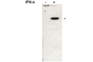 Western blot using  affinity purified anti-Stat2pY690 antibody shows detection of Stat2pY690 protein (arrowhead) in Jurkat cells without (left lane) and with (right lane) 1000U/mL of IFN-a for 15 min at 37oC. (STAT2 anticorps  (Internal Region, pTyr690))
