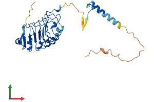 AlphaFold protein structure predicition of Human Recombinant LRRC18 Protein, UniprotID Q8N456