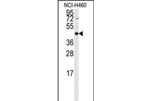Western blot analysis of anti-RMND5B Antibody (C-term) (ABIN389298 and ABIN2839418) in NCI- cell line lysates (35 μg/lane). (RMND5B anticorps  (C-Term))