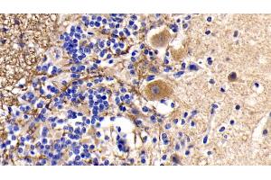 Detection of CYCS in Human Cerebellum Tissue using Monoclonal Antibody to Cytochrome C (CYCS) (Cytochrome C anticorps  (AA 5-100))