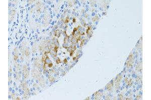 Immunohistochemistry of paraffin-embedded mouse pancreas using OCLN antibody (ABIN4904607) at dilution of 1:100 (40x lens). (Occludin anticorps)