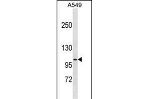 DISC1 Antibody (ABIN1539967 and ABIN2843878) western blot analysis in A549 cell line lysates (35 μg/lane). (DISC1 anticorps  (AA 701-728))