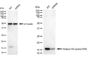 Western blotting analysis using Histone H3 (acetyl K56) antibody (ABIN7798972). (Recombinant Histone 3 anticorps  (H3K56ac))
