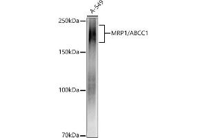 Western blot analysis of extracts of A-549 cells, using MRP1/ antibody (ABIN7265736) at 1:1000 dilution. (ABCC1 anticorps)