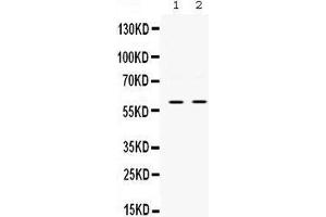 Western blot analysis of SKAP55 expression in PANC whole cell lysates (lane 1) and JURKAT whole cell lysates (lane 2). (SKAP1 anticorps  (Middle Region))