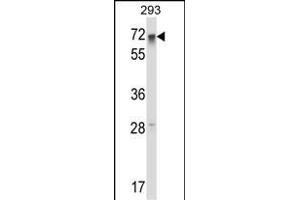 RFX5 Antibody (Center) (ABIN657925 and ABIN2846872) western blot analysis in 293 cell line lysates (35 μg/lane). (RFX5 anticorps  (AA 237-266))