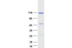 Validation with Western Blot (NFKB1 Protein (Myc-DYKDDDDK Tag))