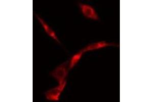 ABIN6275653 staining  NIH-3T3 cells by IF/ICC. (USP19 anticorps  (Internal Region))