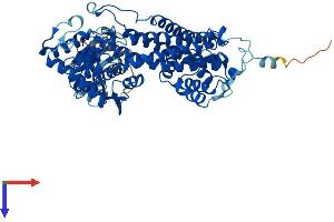 AlphaFold protein structure predicition of Mouse Recombinant Hal Protein, UniprotID P35492