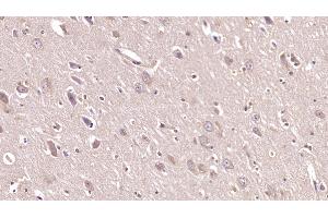 Detection of NRG1 in Porcine Cerebrum Tissue using Monoclonal Antibody to Neuregulin 1 (NRG1) (Neuregulin 1 anticorps  (AA 20-242))