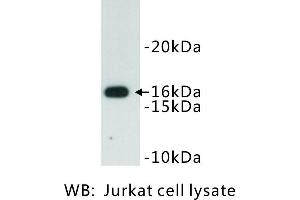 Image no. 1 for anti-CD247 Molecule (CD247) antibody (ABIN1112854) (CD247 anticorps)