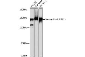 Western blot analysis of extracts of various cell lines, using Neuropilin-1 (NRP1) (NRP1) antibody (ABIN7268891) at 1:1000 dilution. (Neuropilin 1 anticorps)