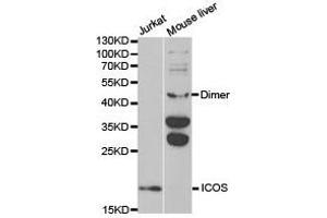 Western Blotting (WB) image for anti-Inducible T-Cell Co-Stimulator (ICOS) antibody (ABIN1873127)
