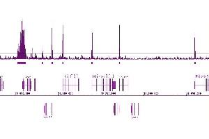 Histone H3K9ac antibody (pAb) tested by ChIP-Seq. (Histone 3 anticorps  (acLys9))