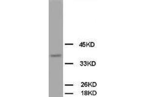 Image no. 2 for anti-Opioid Binding Protein/cell Adhesion Molecule-Like (OPCML) (C-Term) antibody (ABIN1492945) (OPCML anticorps  (C-Term))
