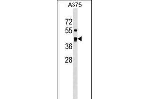 SDSL Antibody (N-term) (ABIN1538853 and ABIN2849753) western blot analysis in  cell line lysates (35 μg/lane).
