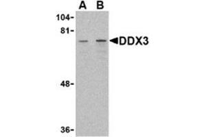 Western blot analysis of DDX3 in HepG2 cell lysate with AP30283PU-N DDX3 antibody at (A) 1 and (B) 2 μg/ml. (DDX3X anticorps  (Intermediate Domain))