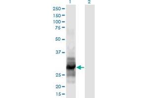 Western Blot analysis of IL12A expression in transfected 293T cell line by IL12A monoclonal antibody (M02), clone 1A6.