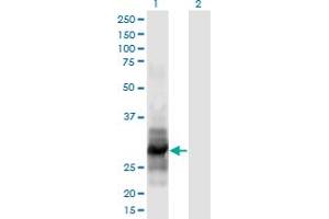 Western Blot analysis of IL12A expression in transfected 293T cell line by IL12A monoclonal antibody (M02), clone 1A6. (IL12A anticorps  (AA 144-253))
