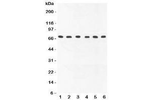Western blot testing of COX1 antibody and 1:  rat brain