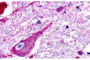 Image no. 1 for anti-G Protein-Coupled Receptor 176 (GPR176) (C-Term) antibody (ABIN1048763)