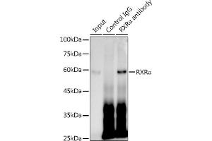 Immunoprecipitation analysis of 300 μg extracts of HepG2 cells using 3 μg RXRα antibody (ABIN7269948).