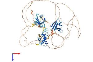 AlphaFold protein structure predicition of Human Recombinant DVL1 Protein, UniprotID O14640
