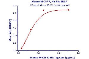 Immobilized Mouse M-CSF Protein at 5μg/mL (100 μL/well) can bind Mouse M-CSF R, His Tag  with a linear range of 0. (CSF1R Protein (AA 20-511) (His tag))