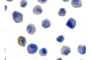 Immunohistochemistry (IHC) image for anti-CASP8 and FADD-Like Apoptosis Regulator (CFLAR) (N-Term) antibody (ABIN1031381) (FLIP anticorps  (N-Term))