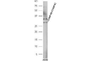 A549 cell lysates probed with Anti-CHMP4B+CHMP4C Polyclonal Antibody, Unconjugated  at 1:5000 90min in 37˚C (CHMP4B anticorps  (AA 101-200))