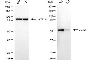 Western blotting analysis using CCT2 antibody (ABIN7798028). (Recombinant CCT2 anticorps)