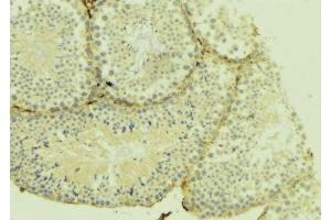 ABIN6274952 at 1/100 staining Mouse testis tissue by IHC-P. (CHST10 anticorps  (Internal Region))