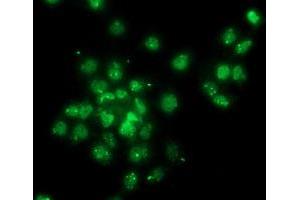Anti-GPHN mouse monoclonal antibody (ABIN2454075) immunofluorescent staining of COS7 cells transiently transfected by pCMV6-ENTRY GPHN (RC205986). (Gephyrin anticorps)