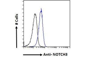 ABIN185524 Flow cytometric analysis of paraformaldehyde fixed HeLa cells (blue line), permeabilized with 0. (NOTCH3 anticorps  (C-Term))