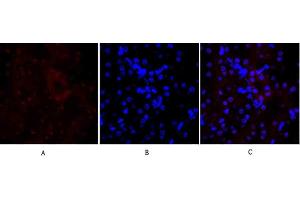 Immunofluorescence analysis of mouse kidney tissue. (E-cadherin anticorps  (AA 810-890))