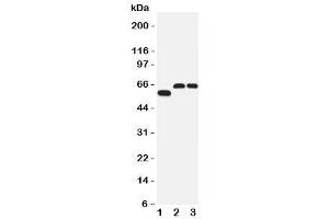 Western blot testing of SLC1A4 antibody and Lane 1:  human U87 (SLC1A4 anticorps  (C-Term))