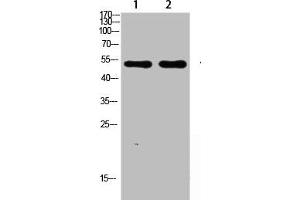 Western blot analysis of SW480 lysate, antibody was diluted at 1000. (ASIC1 anticorps  (AA 220-280))