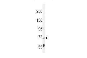 LRRC68 Antibody (N-term) (ABIN655144 and ABIN2844766) western blot analysis in mouse cerebellum tissue lysates (35 μg/lane).