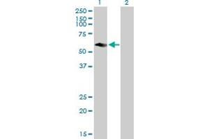 Western Blot analysis of CFLAR expression in transfected 293T cell line by CFLAR MaxPab polyclonal antibody. (FLIP anticorps  (AA 1-480))