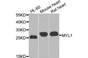 Western blot analysis of extracts of various cells, using MYL1 antibody. (MYL1 anticorps)