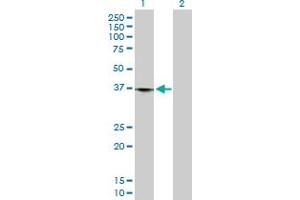 Western Blot analysis of LRP1 expression in transfected 293T cell line by LRP1 MaxPab polyclonal antibody. (LRP1 anticorps  (AA 1-292))